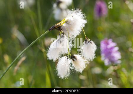 Gewöhnliches Baumwollgras, Schmalblättriges Baumwollgras (Eriophorum angustifolium), Infrastruktur, Deutschland Stockfoto