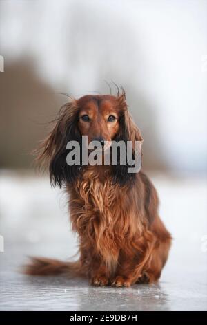 Langhaariger Dachshund, langhaariger Wursthund, Haushund (Canis lupus f. familiaris), 5 Jahre alter Zwerg langhaariger Dackel auf Eis sitzend Stockfoto