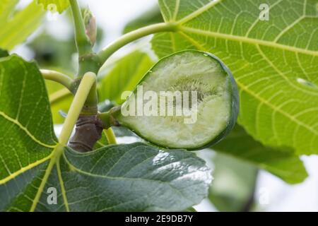 Essbare Feige, Gemeine Feige, Figtree (Ficus carica), in Scheiben geschnittene Feige auf einem Zweig zur Blütezeit , Deutschland Stockfoto