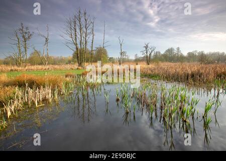 Gewöhnlicher Rohrschwanz, breitblättriger Rohrschwanz, breitblättriger Katzenschwanz, große Raufslauge, Bullush (Typha latifolia), Moor Teich von Scheps Naturschutzgebiet in Stockfoto