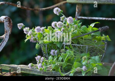 Wildwasserminze, Wasserminze, Pferdeminze (Mentha aquatica), gepflückte Blütenwasserminze im Korb, Deutschland Stockfoto