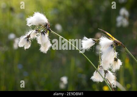 Gewöhnliches Baumwollgras, Schmalblättriges Baumwollgras (Eriophorum angustifolium), Infrastruktur, Deutschland Stockfoto