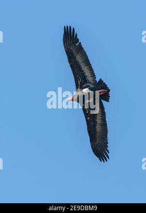 Rotkopfgeier, Asiatischer Königsgeier, Indischer Schwarzgeier, Pondicherry-Geier (Aegypius calvus, Sarcogyps calvus), im Flug, Indien, Stockfoto