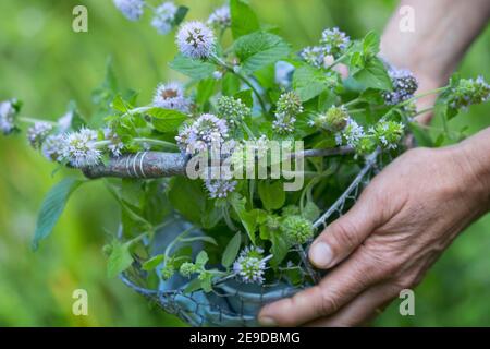 Wildwasserminze, Wasserminze, Pferdeminze (Mentha aquatica), gepflückte Blütenwasserminze im Korb, Deutschland Stockfoto