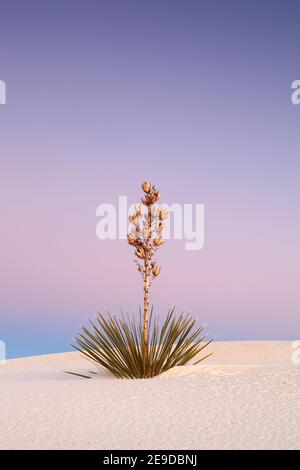 yucca (Yucca spec), auf einer Gipsdüne, USA, New Mexico, White Sands National Monument Stockfoto