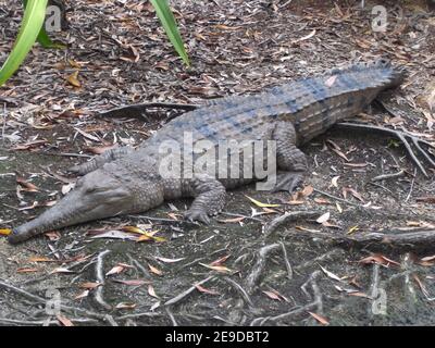 Australisches Süßwasser-Krokodil (Crocodylus johnsoni), ruhend, Australien, Queensland Stockfoto