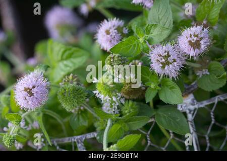Wildwasserminze, Wasserminze, Pferdeminze (Mentha aquatica), gepflückte Blütenwasserminze im Korb, Deutschland Stockfoto