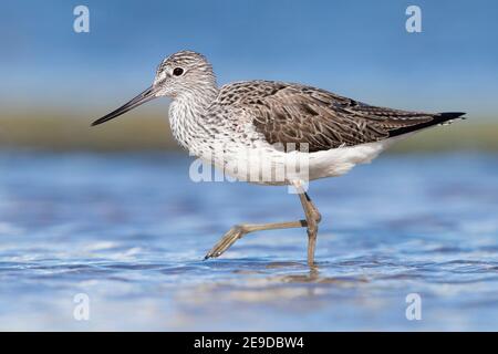 Gemeiner Grünschenkel (Tringa nebularia), Erwachsener zu Fuß in einem Teich, Italien, Kampanien Stockfoto