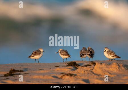 sanderling (Calidris alba), kleine Herde am Strand, Spanien, Andalusien, Tarifa Stockfoto