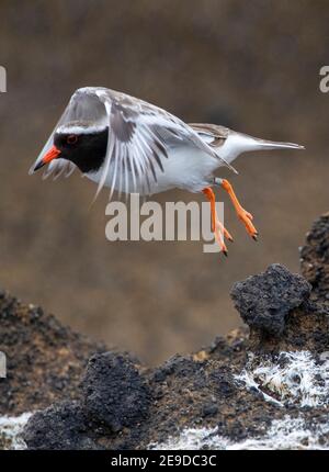 Langschnabelpfeifer, Tuturuatu (Charadrius novaeseelandiae, Thinornis novaeseelandiae), vom felsigen Ufer ausgehend, Seitenansicht, Neuseeland, Chatham Stockfoto