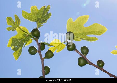 Essbare Feige, Gemeine Feige, Figtree (Ficus carica), Feigen an einem Zweig zur Blütezeit , Deutschland Stockfoto