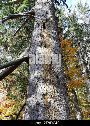 Europäische Silbertanne (Abies alba), Harzfluß aus einem Loch in einem Stamm, verursacht durch einen Schwarzspecht, Deutschland Stockfoto