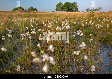 Gewöhnliches Baumwollgras, Schmalblättriges Baumwollgras (Eriophorum angustifolium), gewöhnliches Baumwollgras im Wind im Naturschutzgebiet Hageven-Plateaus, Stockfoto