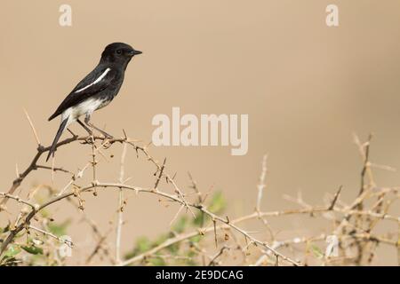 Harter-Steinechat (Saxicola caprata rossorum, Saxicola rossorum), Männchen auf einem Briar, Seitenansicht, Tadschikistan Stockfoto