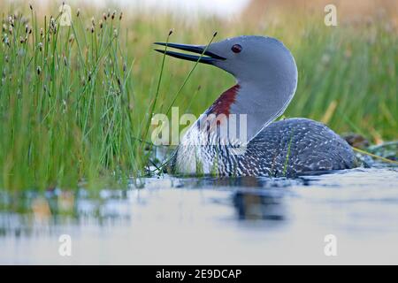 Rotkehltaucher (Gavia stellata), Schwimmen auf einem See, Seitenansicht, Norwegen, Lofoten-Inseln Stockfoto