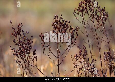 Johanniskraut, Perforat Johanniskraut, klamath-Unkraut, Johanniskraut (Hypericum perforatum), Trockenpflanze im Herbst, Deutschland Stockfoto