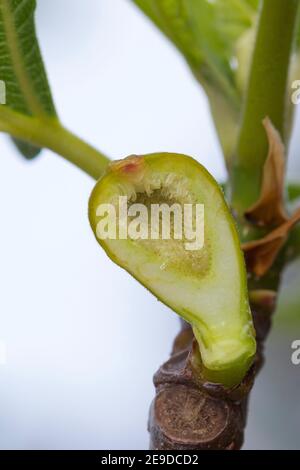 Essbare Feige, Gemeine Feige, Figtree (Ficus carica), in Scheiben geschnittene Feige auf einem Zweig zur Blütezeit , Deutschland Stockfoto