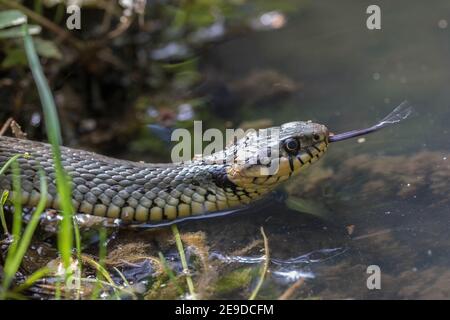 Grassnatter (Natrix natrix), rutscht ins Wasser, mit der Zunge nach innen und heraus, Portrait, Deutschland, Bayern Stockfoto