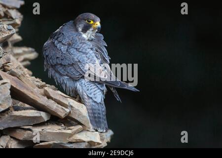 Wanderfalke (Falco peregrinus), Barsche, die auf einem Steinhaufen aufgehen, Rückansicht, Vereinigtes Königreich, Wales, Pembrokeshire Stockfoto