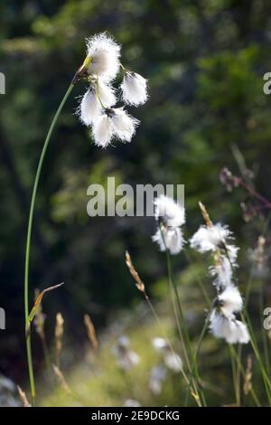 gemeinsamen Wollgras, Narrow-leaved Wollgras (Wollgras Angustifolium), Fruchtbildung, Deutschland Stockfoto