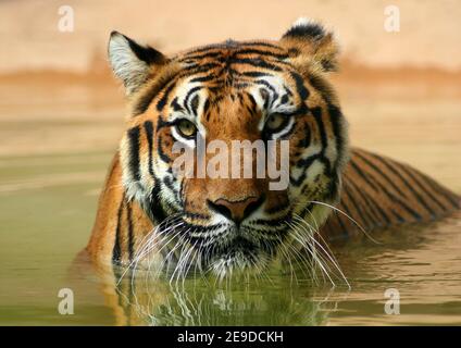 Bengaltiger (Panthera tigris tigris), der sich im Wasser abkühlt Stockfoto