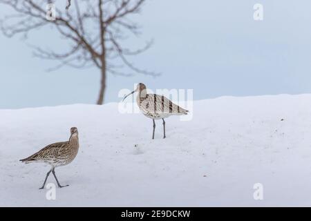 westcurlew (Numenius arquata), zwei Westcurlews, die im Schnee auf Nahrungssuche sind, Schweiz, Sankt Gallen Stockfoto