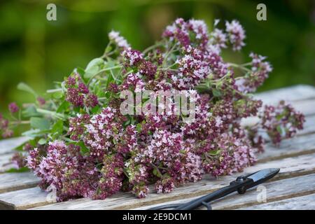 Wilder origanum, wilder Majoran (Origanum vulgare), Ernte von wildem Majoran, Deutschland Stockfoto