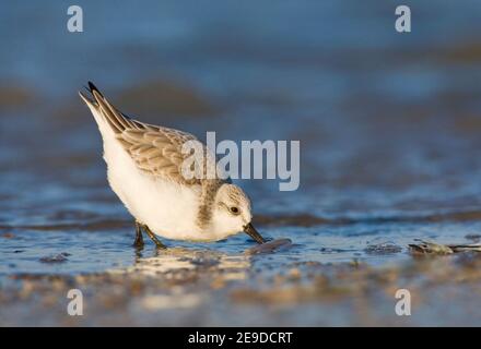 sanderling (Calidris alba), Nahrungssuche im flachen Wasser, Seitenansicht, Niederlande, Südholland Stockfoto