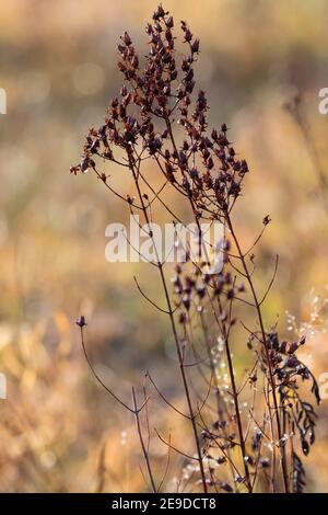 Johanniskraut, Perforat Johanniskraut, klamath-Unkraut, Johanniskraut (Hypericum perforatum), Trockenpflanze im Herbst, Deutschland Stockfoto