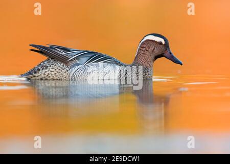 garganey (Anas querquedula), drake Schwimmen in einem Teich bei Sonnenuntergang, Italien, Kampanien Stockfoto