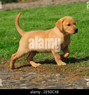 Gelben Labrador Retriever Hund Stockfoto