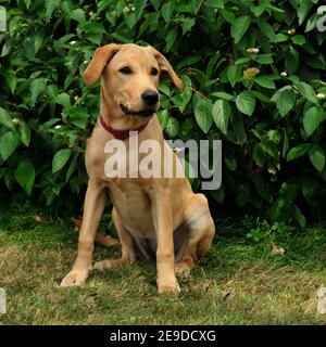 Gelben Labrador Retriever Hund Stockfoto