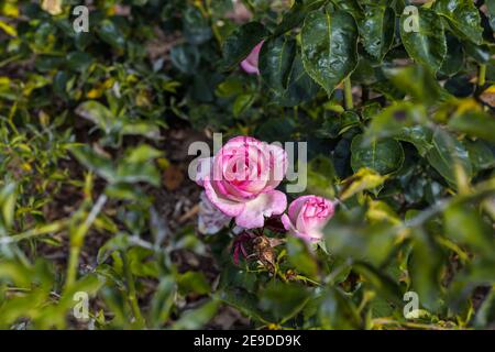 Nahaufnahme von schönen rosa Rosenblüten in Rosenbusch Im Garten Stockfoto