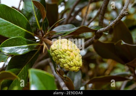 Nahaufnahme der gelben Frucht von Magnolienbaum in einem Garten Stockfoto