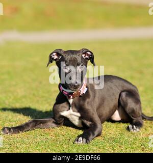 Lurcher Welpen Stockfoto