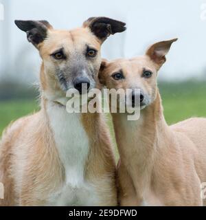 zwei taumelte Stockfoto