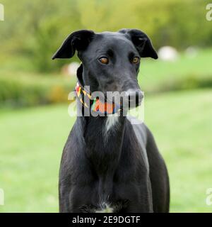 Lurcher Stockfoto