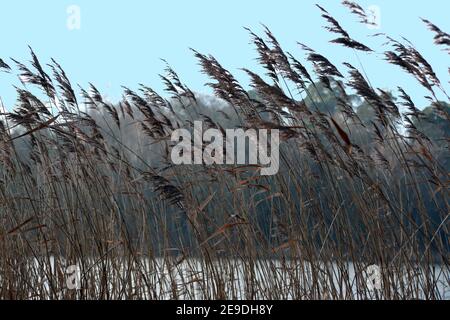 Schilf auf Virgina Wasser surrey Stockfoto