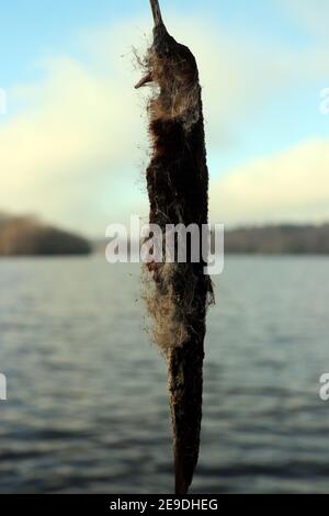 Schilf auf Virgina Wasser surrey Stockfoto