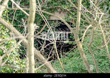 Roma, il Parco Archeologico di Centocelle ormai riversa in totale stato di abbandono. Stockfoto