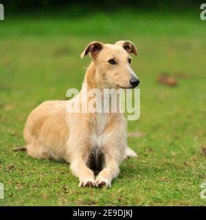 Lurcher Stockfoto