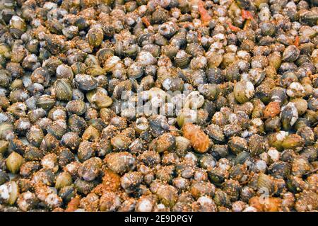 Venusmuscheln mit roten Gewürzen auf einem Marktstand in Kambodscha zubereitet. Die Schalentiere sind ein sehr beliebtes Straßenessen, mit Ständen im ganzen Land. Stockfoto