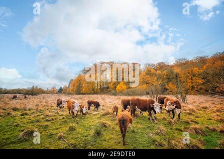 Hereford Rinder auf einer Wiese im Herbst mit bunten goldenen Bäume im Hintergrund Stockfoto