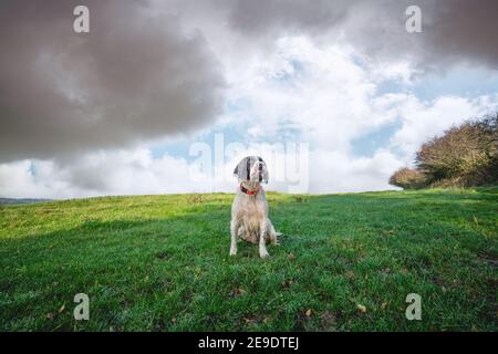 Englisch springer Spaniel auf einem grünen Feld im Frühling. Hund sitzt auf einer ländlichen Wiese mit einem orangen Kragen. Stockfoto