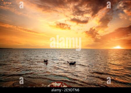 Zwei labrador Hunde spielen im Meer bei Sonnenuntergang Ein schöner Sommerabend Stockfoto