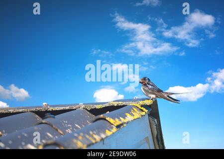 Schlucken Sie im Sommer auf dem Dach mit Schlamm Im Schnabel zum Nisten Stockfoto