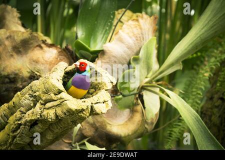 Gould finch Vogel in seinem Nest in einem Baum. Keine Personen Stockfoto