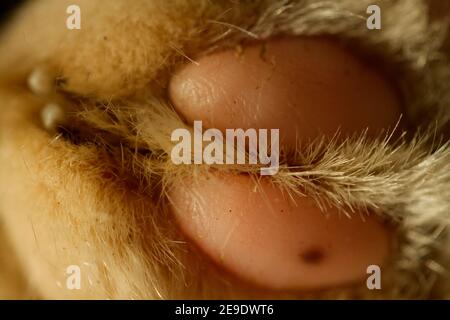 Fußballen am Vorderfuß der Katze Stockfoto