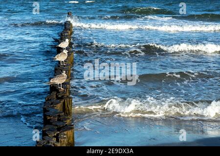 Drei Möwen stehen in der Reihe auf einem hölzernen Wellenbrecher bei Die deutsche Ostsee Stockfoto