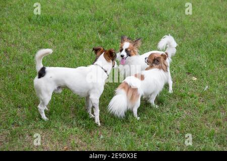 Der süße papillon-Welpe, der chihuahua-Welpe und der Jack russell Terrier stehen auf einem grünen Gras im Sommerpark. Haustiere. Reinrassig. Stockfoto